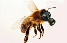Masowe wymieranie pszczół