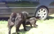 Psy przerywają walkę kotów