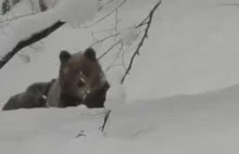 Bieszczady: Niedźwiedzica z młodymi szła prosto na leśniczego. Jest wideo