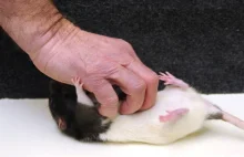 Udowodniono, że szczury lubią łaskotki