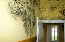 Grzyb i pleśń na ścianie w domu: jak je skutecznie usunąć?