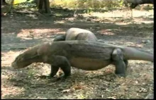 National Geographic: Waran z Komodo