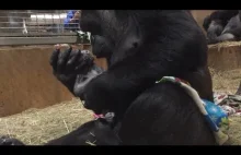 Mama goryl i nowo narodzony gorylek.