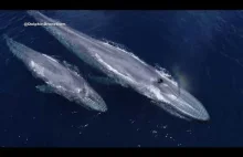 Płetwal błękitny w San Diego