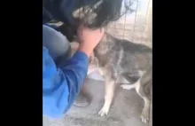 Okropnie maltretowany pies jest po raz pierwszy w życiu pieszczony