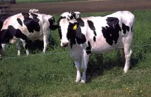 Kto robi „lewy” biznes na hodowli bydła i produkcji mleka?