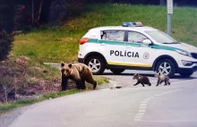 Słowacja: Niedźwiedzie niszczą nagrobki, wyjadają znicze