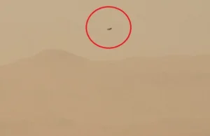 Ptak na Marsie?