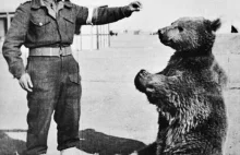 Caporale Wojtek: L'orso delle forze armate polacche