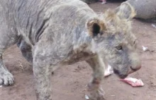 Ponad 100 skrajnie zaniedbanych lwów na farmie dla turystów i myśliwych