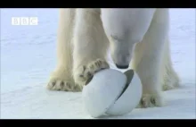 Niedźwiedź polarny niszczy samobieżną kamerę go obserwującą - bardzo zabawne.
