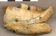 W Serbii znaleziono jedną z najstarszych w Europie ludzkich skamielin
