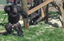 Chimpanzee hurls food at zoo visitors