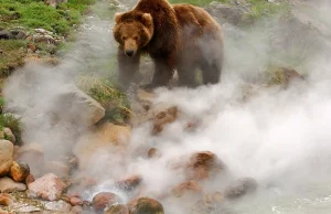 Niedźwiedzie z Doliny Gejzerów. Piękne zdjęcia.