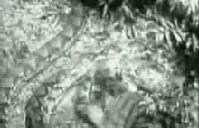 Ogromny pyton siatkowy atakuje młodego, ale niemałego tygrysa. Film z 1934 roku.