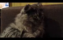 Pirncessa, siberian cat catched on pedicure