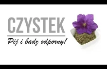 Pij czystek i bądź ODPORNY!