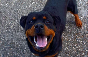 Psy rzuciły się na dziewczynkę z małą terierką. Uratował je… rottweiler.