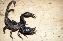 Inwazja jadowitych skorpionów w Brazylii