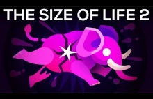 The Size of Life 2