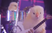 Wściekłe kurczaki grają metal!