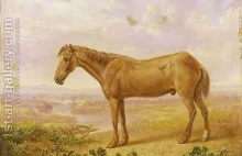 Najdłużej żyjący koń na świecie