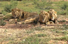 Lwy w Parku Krugera (RPA) "zapolowały" na kłusowników.
