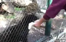 Karmienie panter w zoo, czyli jak tego nie robić