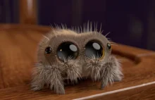 Poznajcie Lucasa – pająka, który wyleczy was z arachnofobii