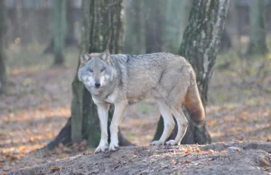 Naukowcy poznali geny polskich wilków
