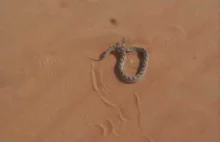 Efa piaskowa, wąż, który zabija prawdopodobnie najwięcej ludzi na świecie.