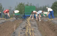 Niemieccy rolnicy załamani, bo coraz mniej Polaków chce u nich pracować....