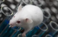 Naukowcy zdołali wydłużyć życie myszy aż o 35 procent