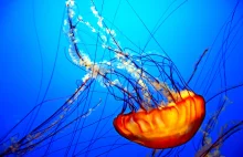 Malutki, latający dron inspirowany meduzą