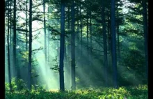Naturalne brzmienie lasu