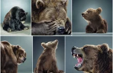Przepiękne portrety niedźwiedzi różnych gatunków. Moc w futrze.