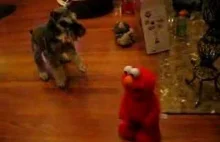 Reakcja psa na zabawkę Elmo