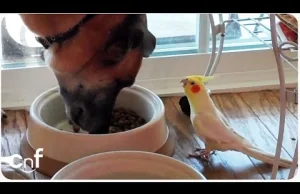 Ptak śpiewa psiakowi do obiadu