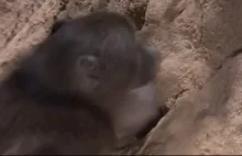 Pułapka na małpy / le monkey trap ( ͡° ͜ʖ ͡°)