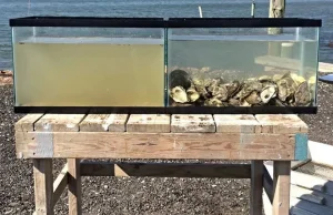 Filtrowanie wody przez ostrygi