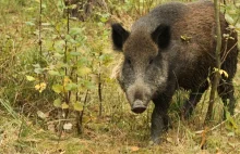 Rosja oskarża Polskę o ukrywanie przypadków afrykańskiego pomoru świń