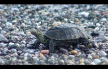 Baby Turtle on Calis Beach Turkey