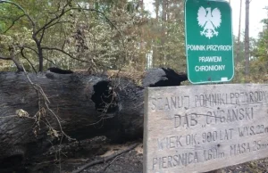 Spalili 900-letni dąb. Nagroda za pomoc w złapaniu wandali