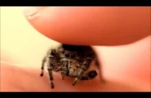 Głaskanie małego pajączka
