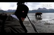 Wielki Grizzly 10 metrów od kamerzysty jak się zachować?