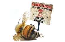 Nowe badanie - Pestycydy są bardziej szkodliwe dla pszczół niż wcześniej sądzono