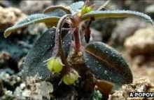 Nowy gatunek rośliny, która "klęka" aby umieścić nasionka w glebie