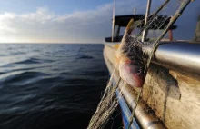 Niemieccy rybacy skarżą się na za czystą wodę