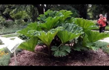 #246-Gunnera Manicata. Ogród botaniczny Uniwersytetu Warszawskiego