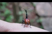 żYRAFKA MADAGASKARSKA, słodziutki owadzik ;)